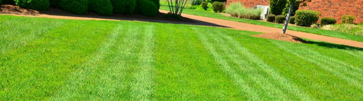 Lawn Care Mistakes That Can Ruin Your Yard In Denver